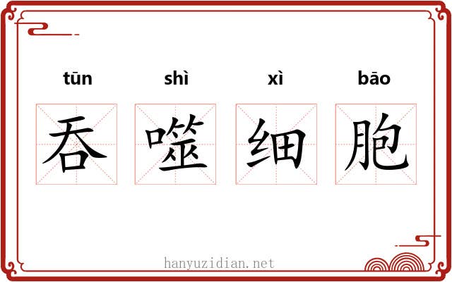 吞噬细胞