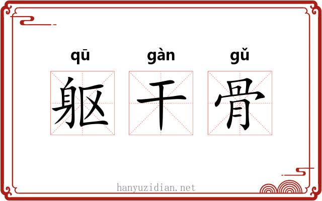 躯干骨 躯干骨