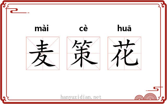 麦策花 麦策花