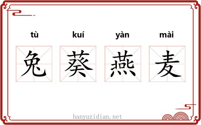 兔葵燕麦 兔葵燕麦