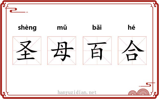 圣母百合