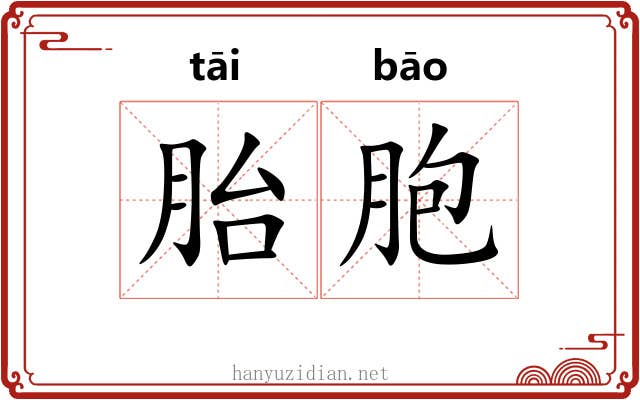 胎胞 胎胞