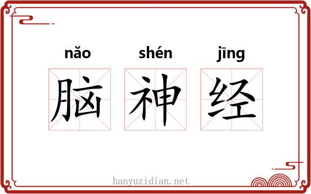 脑神经 脑神经