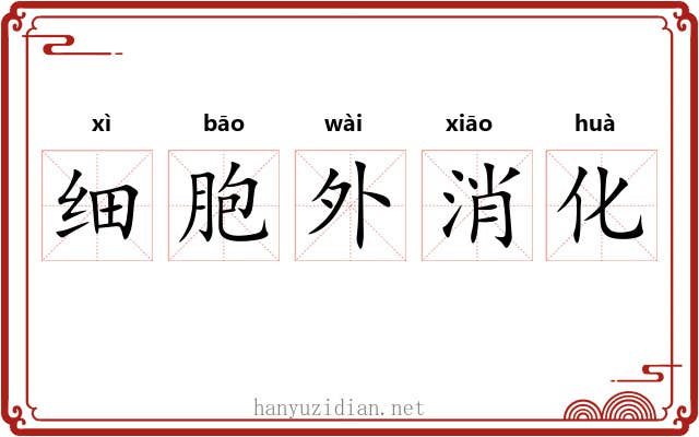 细胞外消化