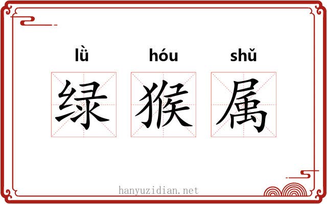 绿猴属 绿猴属