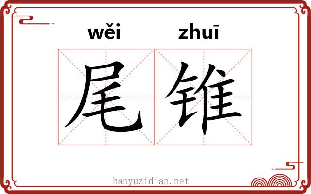 尾锥 尾锥