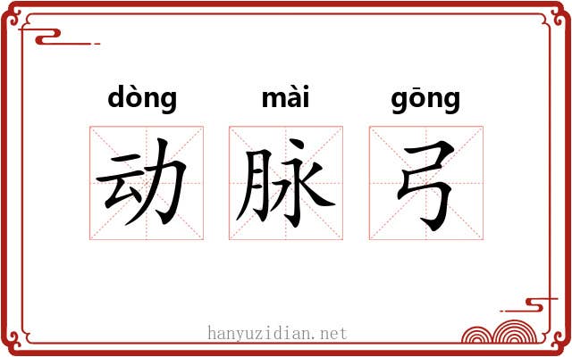 动脉弓 动脉弓