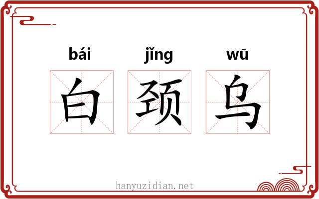白颈乌 白颈乌