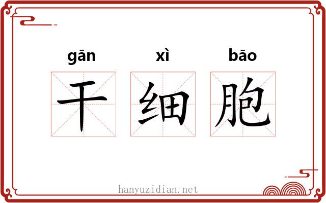 干细胞