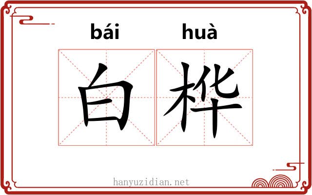 白桦 白桦