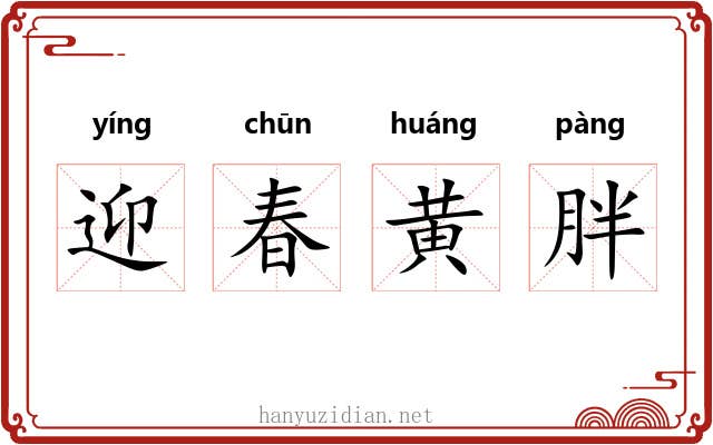 迎春黄胖 迎春黄胖