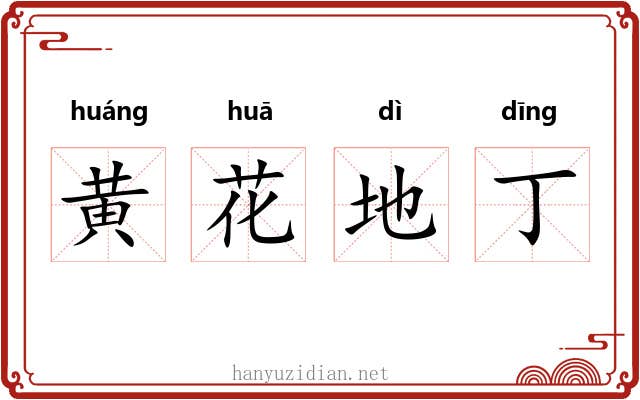 黄花地丁 黄花地丁