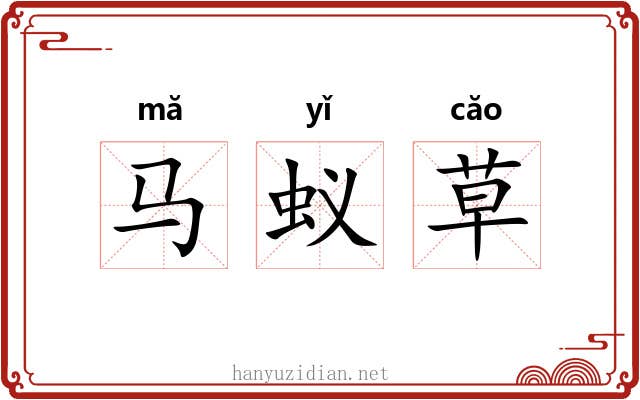 马蚁草 马蚁草