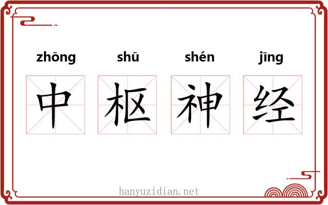 中枢神经 中枢神经