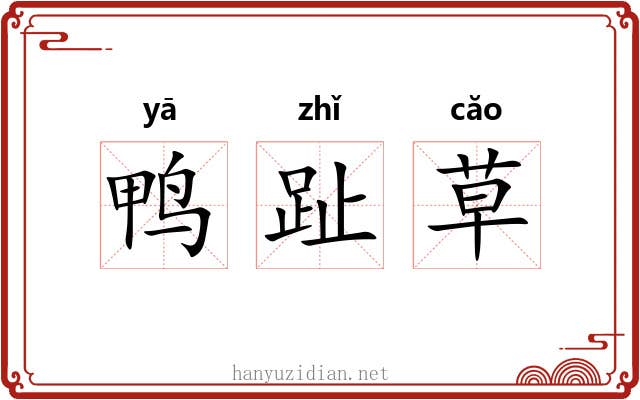 鸭趾草