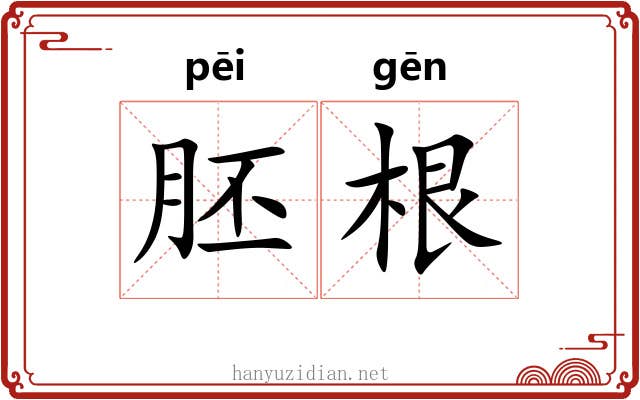 胚根