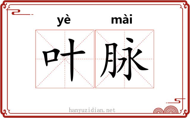 叶脉 叶脉