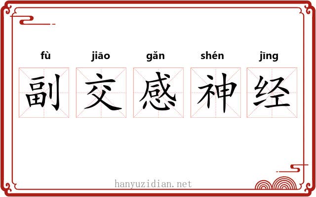 副交感神经 副交感神经