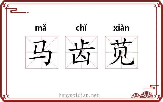 马齿苋 马齿苋