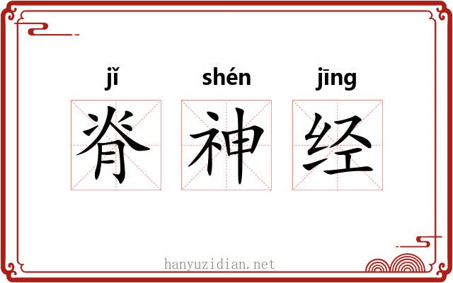 脊神经 脊神经