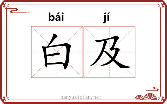 白及 白及