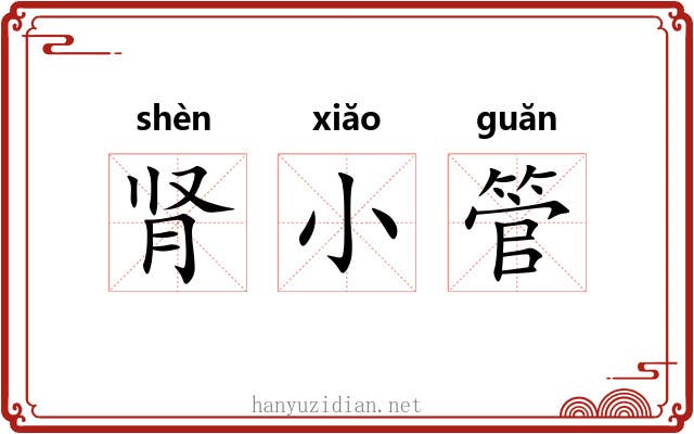 肾小管 肾小管
