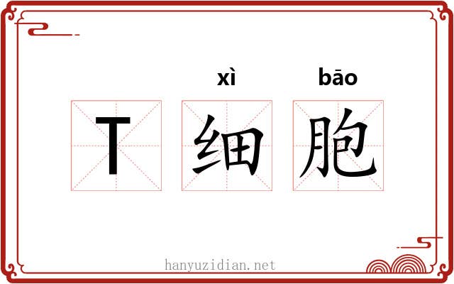 T细胞 T细胞