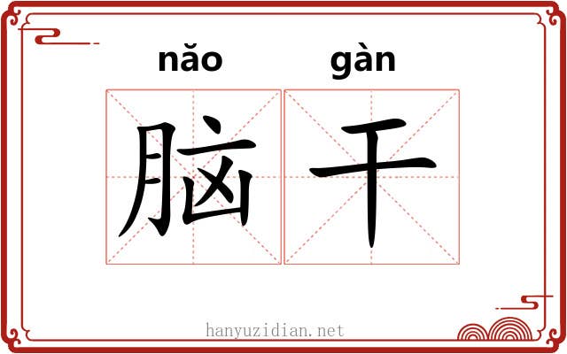 脑干 脑干