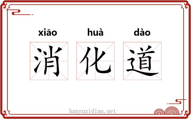 消化道 消化道