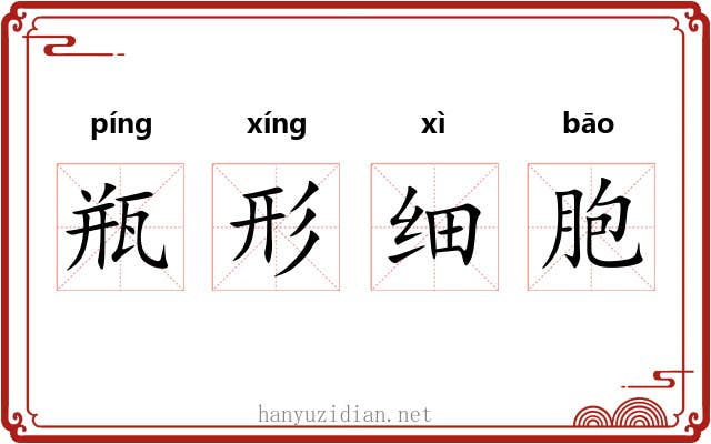 瓶形细胞 瓶形细胞