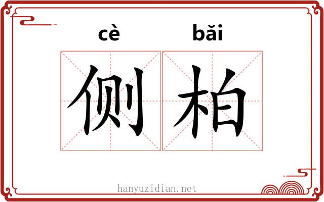 侧柏