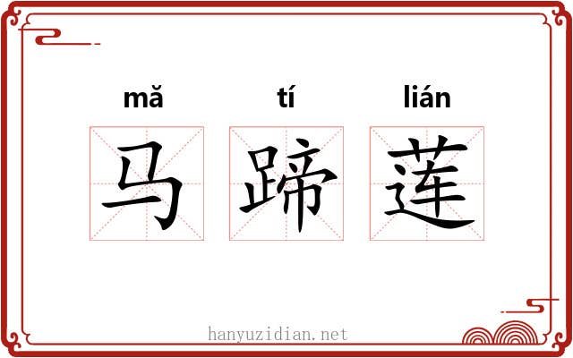 马蹄莲