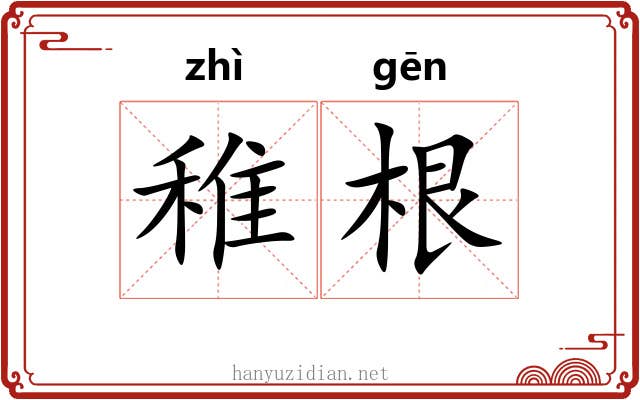 稚根