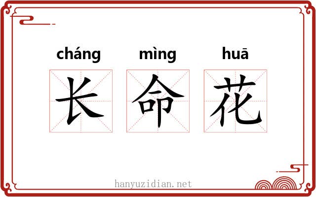 长命花 长命花