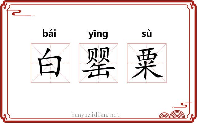 白罂粟 白罂粟