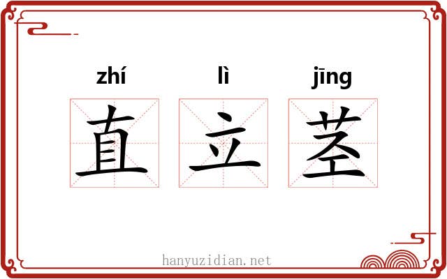 直立茎 直立茎
