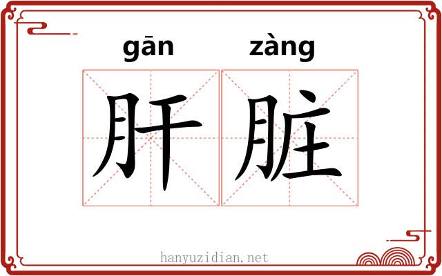 肝脏