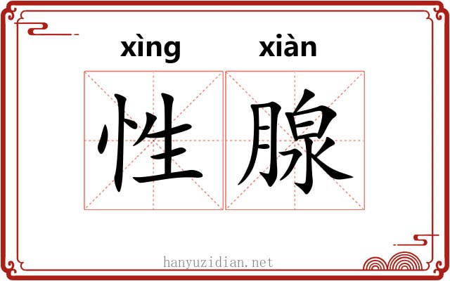 性腺