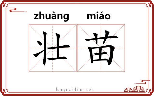 壮苗 壮苗