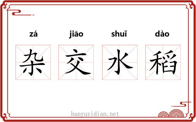杂交水稻