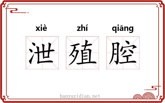 泄殖腔