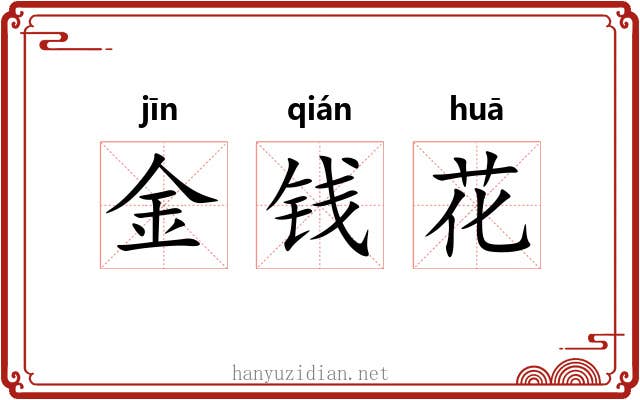 金钱花 金钱花