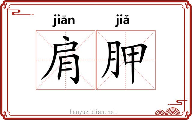 肩胛 肩胛