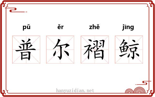 普尔褶鲸 普尔褶鲸