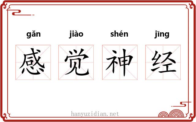 感觉神经 感觉神经