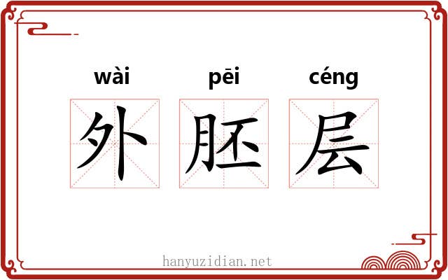 外胚层 外胚层