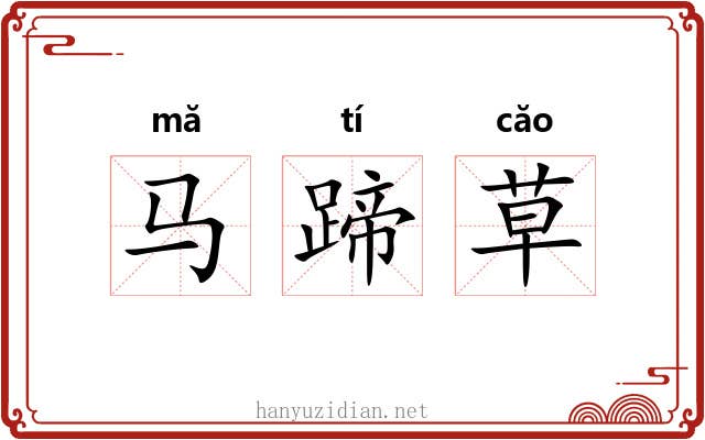马蹄草 马蹄草