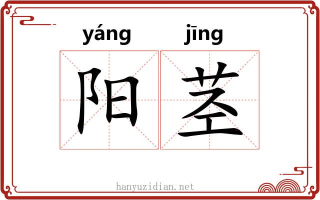 阳茎 阳茎