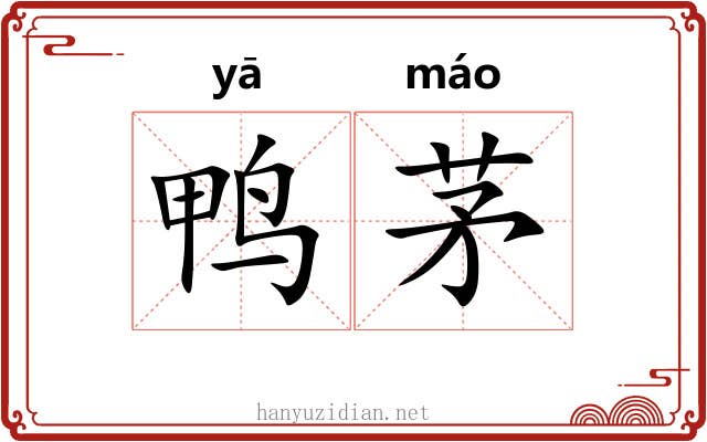 鸭茅