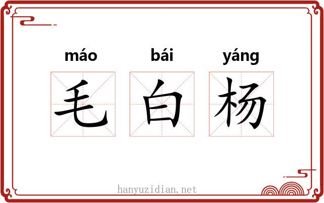 毛白杨 毛白杨